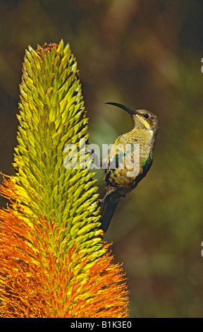 Malachit Sunbird (Nectarinia Famosa) Fütterung auf Aloe Broomii - Südafrika Stockfoto