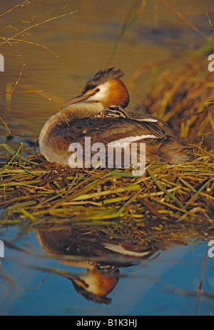 Great Crested Grebe (Podiceps Cristatus) Spanien Stockfoto