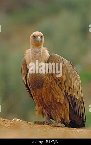 Griffon Vulture (Gysp Fulvus) Spanien - Portrait Stockfoto