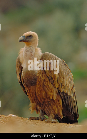 Griffon Vulture (Gysp Fulvus) Spanien - Portrait Stockfoto