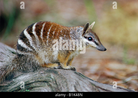 Numbat (Myrmecobius Fasciatus) Australien - Beuteltier - anfällig Stockfoto