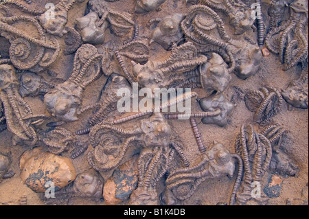 Seltene Fossilien Seelilien (Jimbacrinus Bostocki) Gascoyne River - Western Australia - Perm Stockfoto