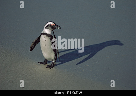 Afrikanische Pinguin (Spheniscus Demersus) Südafrika - auch genannt Jackass penguin Stockfoto