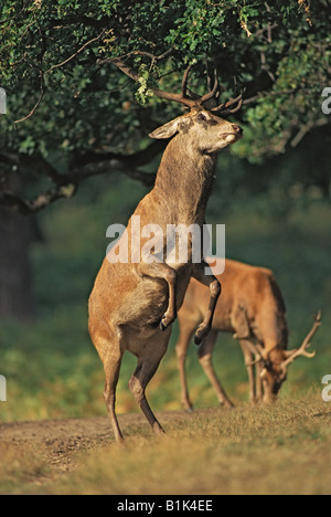 Red Deer [Cervus Elaphus] Hirsch - Browsing - UK Stockfoto