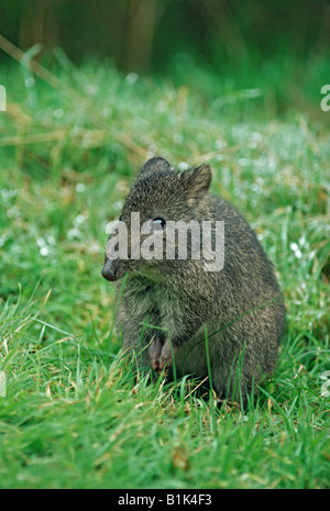 Langnasen-Potoroo (Potorous Tridactylus) - Australien - gemeinhin als Langnasen-Ratte Känguru und Wallaby Ratte Stockfoto