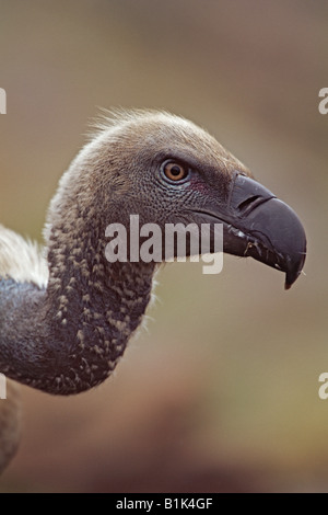 Griffon Vulture (Gysp Fulvus) Porträt - Spanien Stockfoto