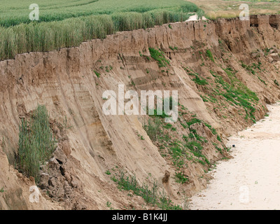 Getreide in der Nähe von weichen, sandigen Steilküste angebaut werden und rutschen Strand unter happisburgh Norfolk England England Stockfoto