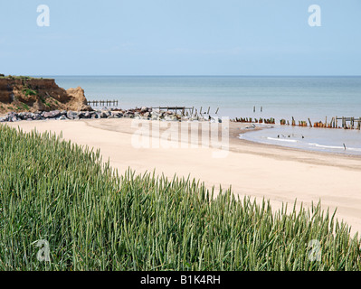 Getreide mit Strand Meer Verteidigung hinter happisburgh Norfolk England in der Nähe von weichen, sandigen Steilküste angebaut werden Stockfoto