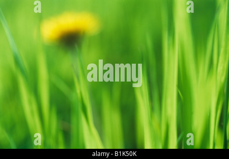 Klangschöne Nahaufnahme ebenerdig üppigen Hintergrundbeleuchtung Gras mit entfernten Flowerhead des gemeinsamen Löwenzahn Stockfoto