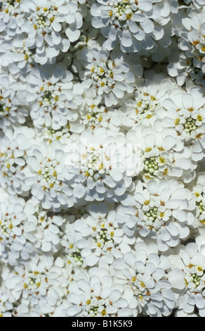 Nahaufnahme von Teppich aus reinem weißen Flowerheads mit goldenen Staubgefäßen mehrjährige Schleifenblume oder Iberis sempervirens Stockfoto