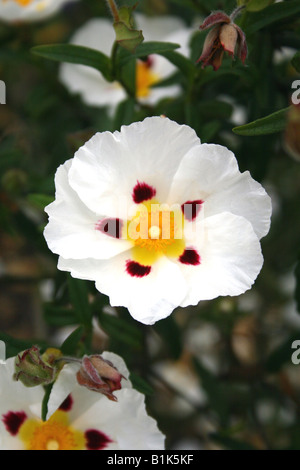 CISTUS STENOPHYLLUS. ROCK ROSE. SONNE AUFGING. Stockfoto