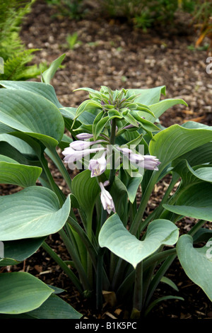 HOSTA HALCYON. WEGERICH-LILIE. TARDIANA GROUP Stockfoto