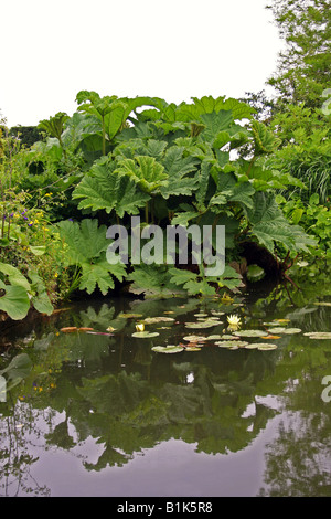 GUNNERA MANICATA WACHSEN NEBEN EINEM GARTENTEICH. RHS HYDE HALL ESSEX UK Stockfoto