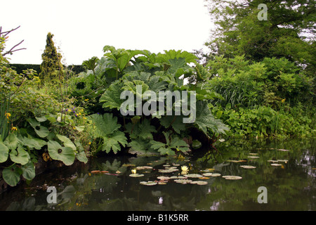 GUNNERA MANICATA WACHSEN NEBEN EINEM GARTENTEICH. RHS HYDE HALL ESSEX UK Stockfoto