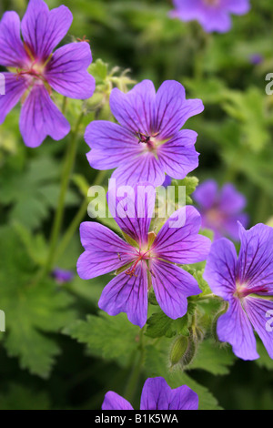 GERANIUM MAGNIFICUM. STORCHSCHNABEL. Stockfoto