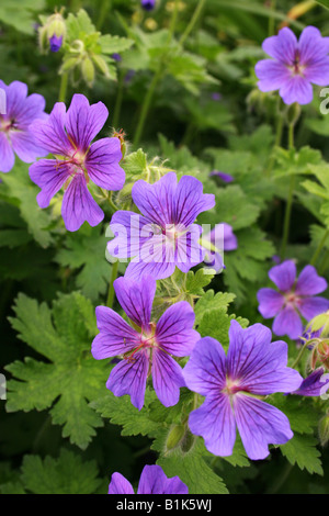 GERANIUM MAGNIFICUM. STORCHSCHNABEL. Stockfoto