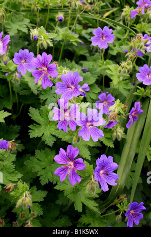 GERANIUM MAGNIFICUM. STORCHSCHNABEL. Stockfoto