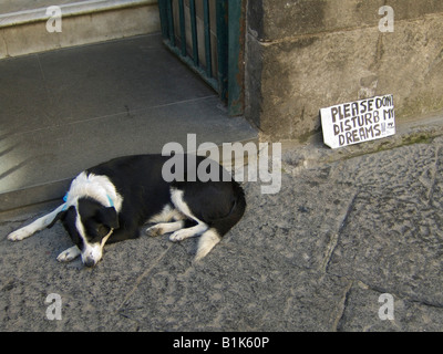 Eine Bekanntmachung neben einen schlafenden Hund auf einer Straße in Sorrento, in der Nähe von Neapel, bittet Touristen nicht zu ihn zu belästigen Stockfoto