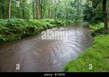 Blackwater River im New Forest nach starkem Regen. Stockfoto