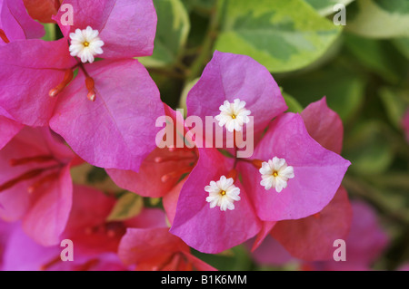Nahaufnahme der Bougainvillea Blumen Stockfoto