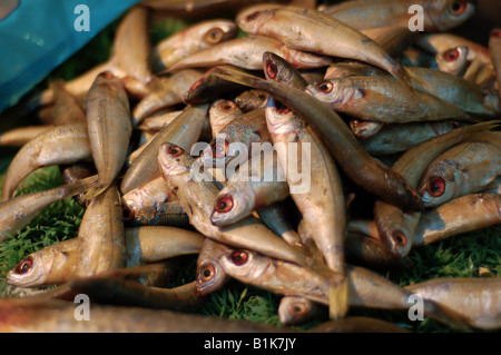 Ein Haufen von Sardinen auf dem Markt des arabischen Viertels in der Jerusalemer Altstadt. Stockfoto