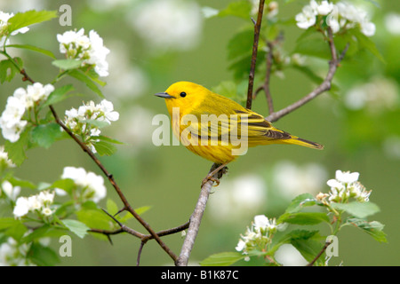 Schnäpperrohrsänger thront im Weißdorn-Blüten Stockfoto