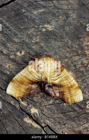 Verbrannte Flügel Plagodis Dolabraria ruht auf post Potton Bedfordshire Stockfoto