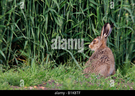 Young-Brown Hase Lepus Capensis sitzen suchen alert Ashwell Hertfordshire Stockfoto