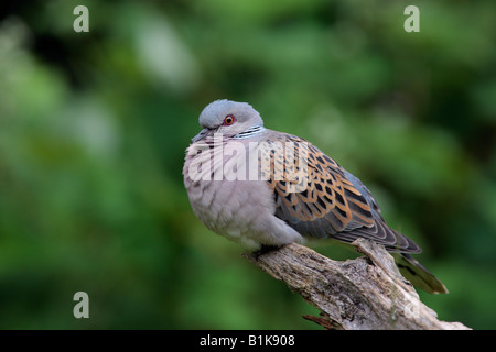 Schildkröte Taube Streptopelia Turtur auf Log Potton Bedfordshire Stockfoto