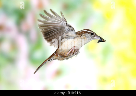 Carolina Wren fliegen mit Insekt Stockfoto