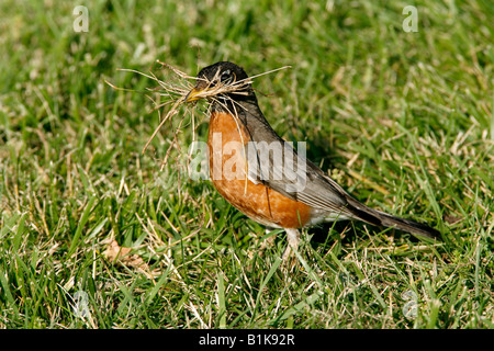 Amerikanischer Robin sammeln Nistmaterial Stockfoto