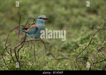 Blauracke (Coracias Garrulus) in Ndutu Region von Tansania in Ostafrika Stockfoto