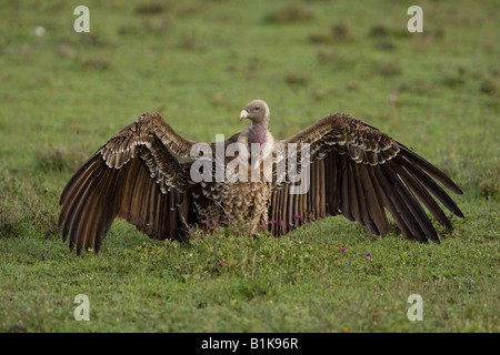 Ruppell der Gänsegeier mit Flügel ausgestreckt am Ndutu in der Ngorongoro Conservation Area in Tansania Stockfoto