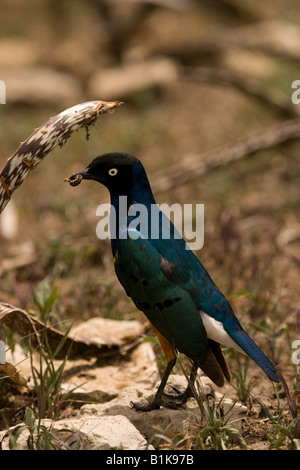 Superb Starling mit ein Insekt im Schnabel am Ndutu in der Ngorongoro Conservation Area in Tansania Stockfoto