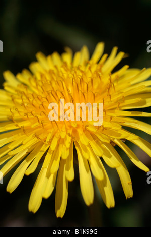 080515 Löwenzahn Taraxacum Officinale Dent de Lion Stockfoto