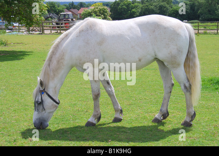 Graues Pferd im Feld, Suffolk. England, United Kingdom Stockfoto