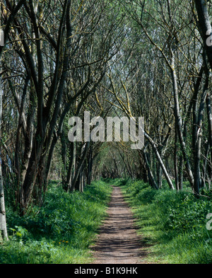 Die Route einer alten, demontierten Eisenbahn, die heute als Radweg genutzt wird, durch Bäume. Glastonbury, Somerset, England. Stockfoto