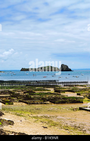 Austernbänke bei Ebbe in Cancale Brittany France Stockfoto