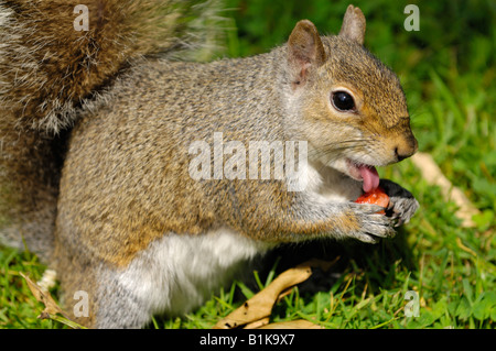 Lustige graue Eichhörnchen lecken Erdbeere Stockfoto