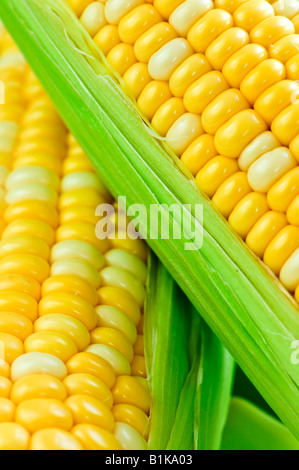 Frische Maiskolben mit Schalen hautnah Stockfoto