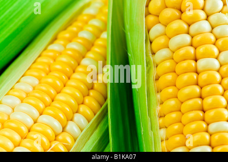 Frische Maiskolben mit Schalen hautnah Stockfoto