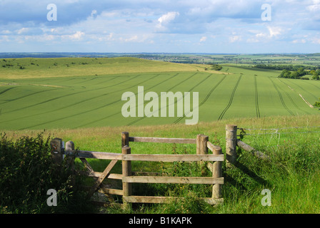 Ansichten der Kreide Downlands am Rand der Chiltern Hills, Ashridge Estate, Buckinghamshire, England, Vereinigtes Königreich Stockfoto