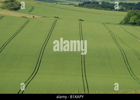 Ansichten der Kreide Downlands am Rand der Chiltern Hills, Ashridge Estate, Buckinghamshire, England, Vereinigtes Königreich Stockfoto