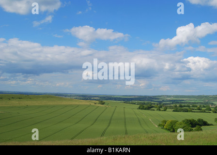 Ansichten der Kreide Downlands am Rand der Chiltern Hills, Ashridge Estate, Buckinghamshire, England, Vereinigtes Königreich Stockfoto