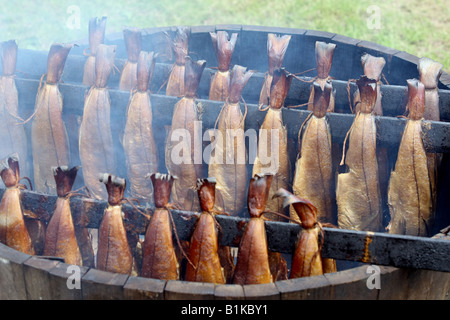 Arbroath Smokies. Schellfisch auf traditionelle Weise im Holzfass über ein Hartholz-Feuer der Buche und Eiche geräuchert. Stockfoto