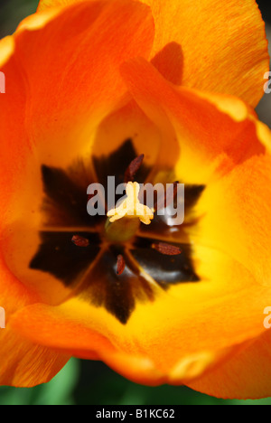 Mitte einer leuchtend orange Frühjahr Tulpe Stockfoto