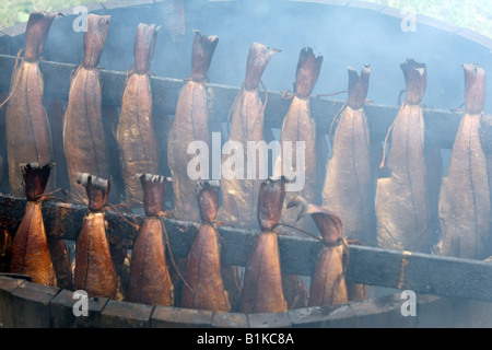 Arbroath Smokies. Schellfisch auf traditionelle Weise im Holzfass über ein Hartholz-Feuer der Buche und Eiche geräuchert. Stockfoto