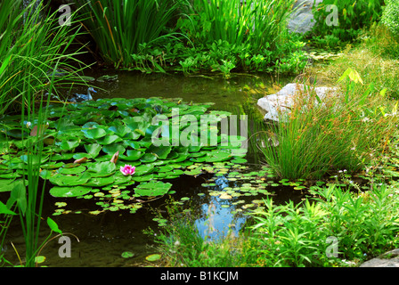 Teich mit Wasserpflanzen und Seerosen Landschaftsbau Stockfoto