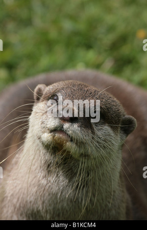 Orientalische Short-Clawed Otter Aonyx cinerea Stockfoto