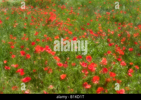 Soft-Fokus von Feldinhalten rote Mohnblumen, Dalmatien, Kroatien Stockfoto